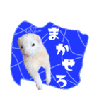 フェレットのぶぶ（個別スタンプ：23）