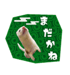 フェレットのぶぶ（個別スタンプ：26）