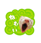フェレットのぶぶ（個別スタンプ：30）