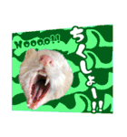 フェレットのぶぶ（個別スタンプ：31）