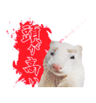 フェレットのぶぶ（個別スタンプ：33）