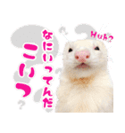 フェレットのぶぶ（個別スタンプ：34）