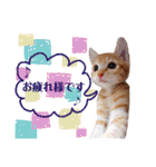 茶トラ子猫ルナの使える日常会話③（個別スタンプ：1）