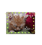 茶トラ子猫ルナの使える日常会話③（個別スタンプ：4）