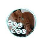 茶トラ子猫ルナの使える日常会話③（個別スタンプ：6）