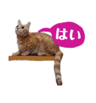 茶トラ子猫ルナの使える日常会話③（個別スタンプ：7）