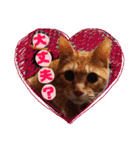 茶トラ子猫ルナの使える日常会話③（個別スタンプ：11）