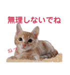 茶トラ子猫ルナの使える日常会話③（個別スタンプ：12）