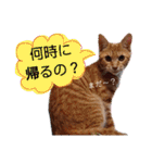 茶トラ子猫ルナの使える日常会話③（個別スタンプ：14）