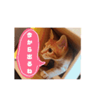茶トラ子猫ルナの使える日常会話③（個別スタンプ：15）