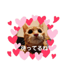 茶トラ子猫ルナの使える日常会話③（個別スタンプ：16）