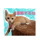 茶トラ子猫ルナの使える日常会話③（個別スタンプ：18）