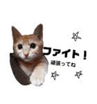 茶トラ子猫ルナの使える日常会話③（個別スタンプ：19）