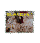 茶トラ子猫ルナの使える日常会話③（個別スタンプ：22）