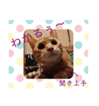 茶トラ子猫ルナの使える日常会話③（個別スタンプ：23）