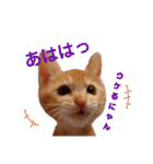 茶トラ子猫ルナの使える日常会話③（個別スタンプ：26）