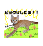 茶トラ子猫ルナの使える日常会話③（個別スタンプ：28）