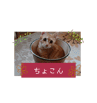 茶トラ子猫ルナの使える日常会話③（個別スタンプ：29）