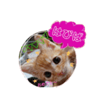 茶トラ子猫ルナの使える日常会話③（個別スタンプ：31）