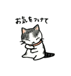 あいなうぶのねこたち（個別スタンプ：2）