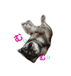 ViViStamp（個別スタンプ：6）
