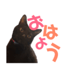 黒猫の使える日常スタンプ（個別スタンプ：1）