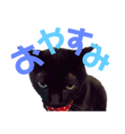 黒猫の使える日常スタンプ（個別スタンプ：2）