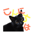 黒猫の使える日常スタンプ（個別スタンプ：3）