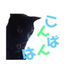 黒猫の使える日常スタンプ（個別スタンプ：4）