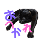 黒猫の使える日常スタンプ（個別スタンプ：6）