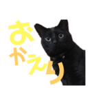 黒猫の使える日常スタンプ（個別スタンプ：7）