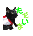 黒猫の使える日常スタンプ（個別スタンプ：8）