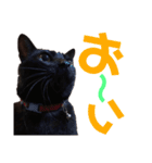 黒猫の使える日常スタンプ（個別スタンプ：10）