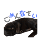 黒猫の使える日常スタンプ（個別スタンプ：12）