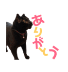 黒猫の使える日常スタンプ（個別スタンプ：14）