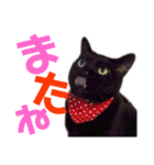 黒猫の使える日常スタンプ（個別スタンプ：16）