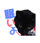 黒猫の使える日常スタンプ（個別スタンプ：17）