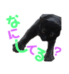 黒猫の使える日常スタンプ（個別スタンプ：20）