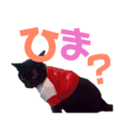 黒猫の使える日常スタンプ（個別スタンプ：21）