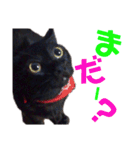 黒猫の使える日常スタンプ（個別スタンプ：23）