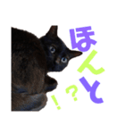 黒猫の使える日常スタンプ（個別スタンプ：24）