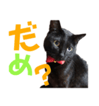 黒猫の使える日常スタンプ（個別スタンプ：25）