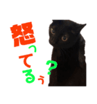 黒猫の使える日常スタンプ（個別スタンプ：26）