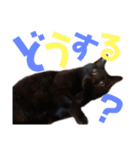黒猫の使える日常スタンプ（個別スタンプ：28）