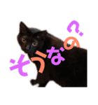 黒猫の使える日常スタンプ（個別スタンプ：29）