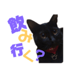 黒猫の使える日常スタンプ（個別スタンプ：31）