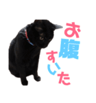 黒猫の使える日常スタンプ（個別スタンプ：35）
