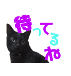 黒猫の使える日常スタンプ（個別スタンプ：36）