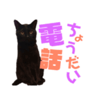 黒猫の使える日常スタンプ（個別スタンプ：37）