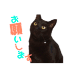 黒猫の使える日常スタンプ（個別スタンプ：38）